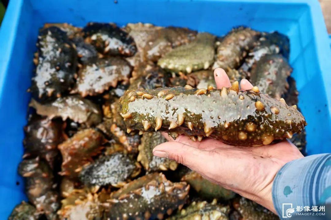 6000万只！大量上市！福州人有口福了！