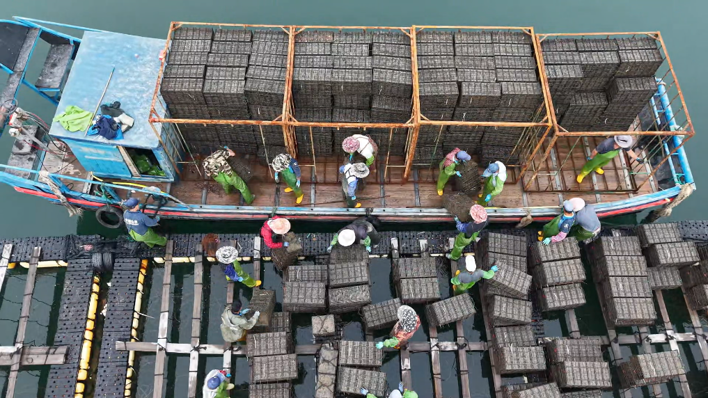 福建连江：13亿粒鲍鱼“北上度夏”