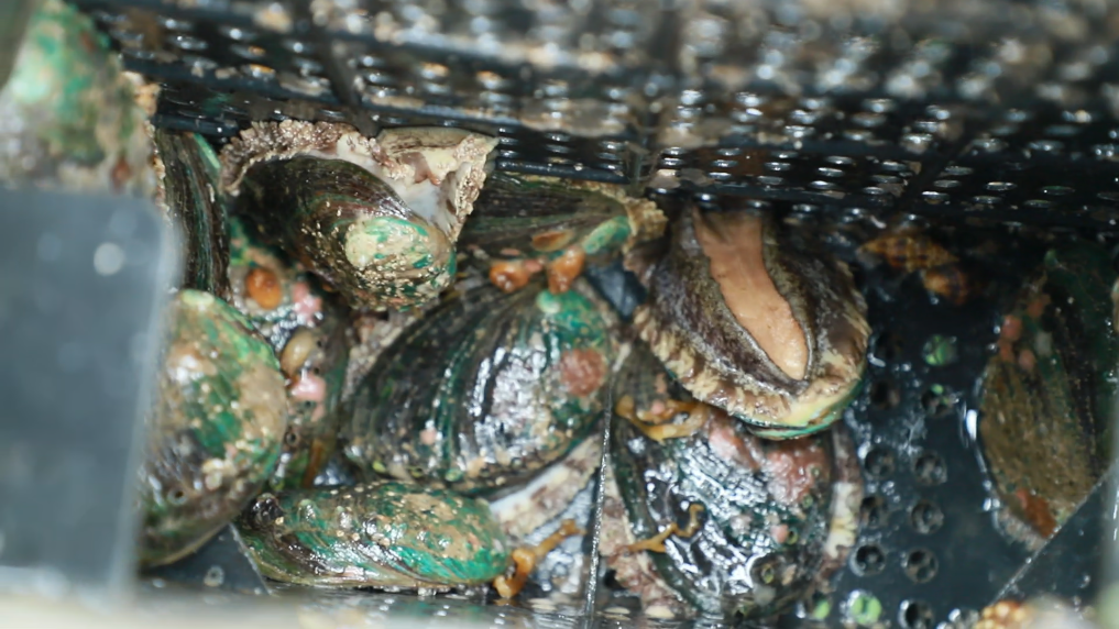 福建连江：13亿粒鲍鱼“北上度夏”