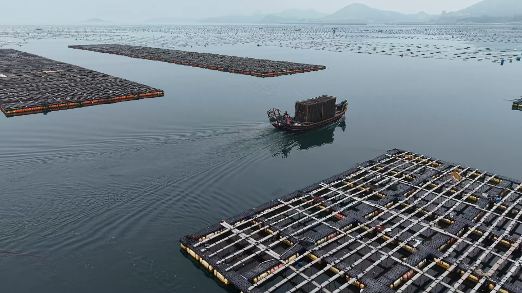 福建连江：13亿粒鲍鱼“北上度夏”