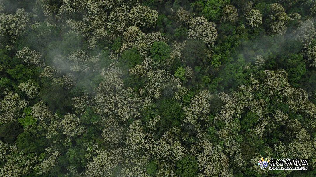 栲树花开香满山！福州这片春山花海太壮观了