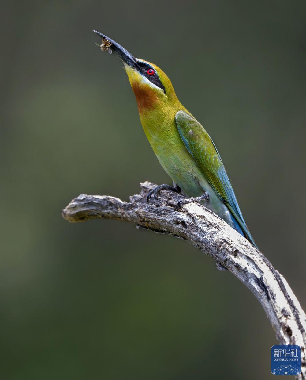 “中国最美小鸟”如约抵达福建