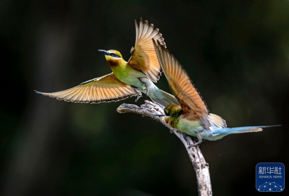 “中国最美小鸟”如约抵达福建
