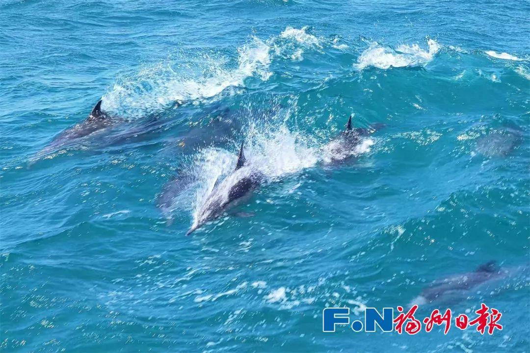 场面壮观！福州海边惊现成群海豚！