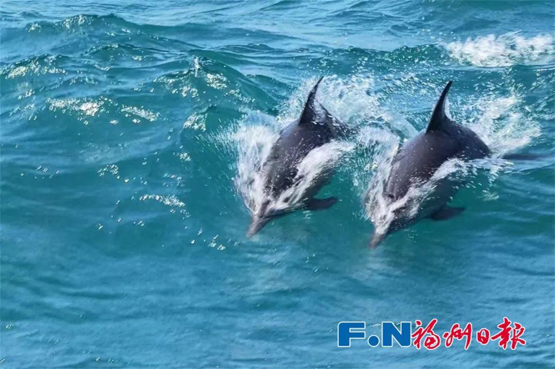 场面壮观！福州海边惊现成群海豚！