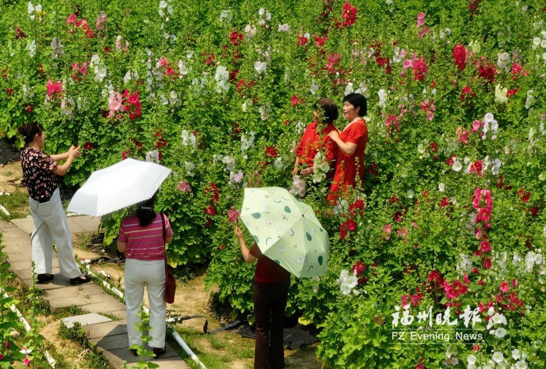 花海公园上演鲜花“盛宴” 蜀葵、金鸡菊、鸢尾花等迎来盛花期