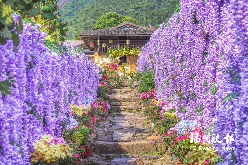 连江丹阳“花瀑小径”出圈
