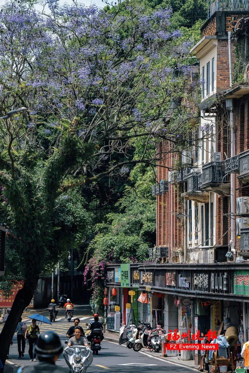 太梦幻！福州这些路段，迎来最美时刻！