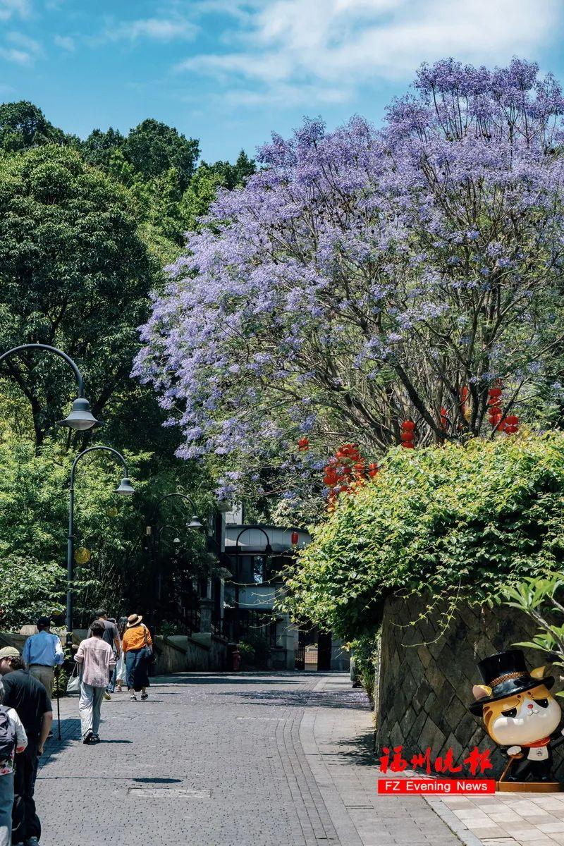 太梦幻！福州这些路段，迎来最美时刻！
