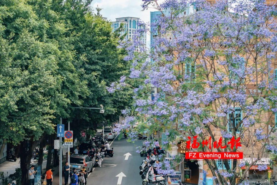 太梦幻！福州这些路段，迎来最美时刻！