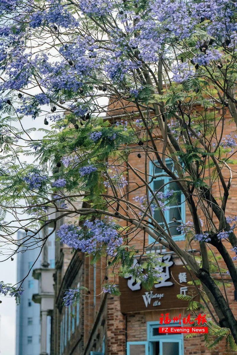 太梦幻！福州这些路段，迎来最美时刻！