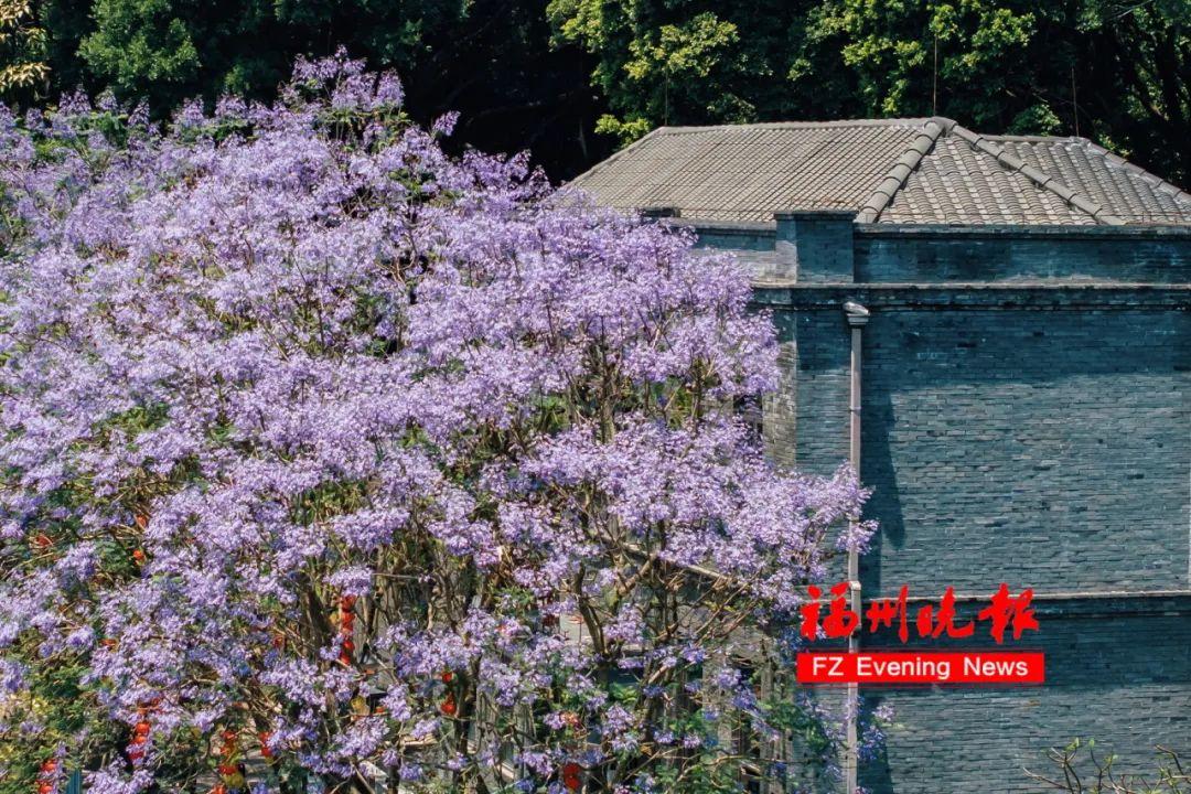 太梦幻！福州这些路段，迎来最美时刻！