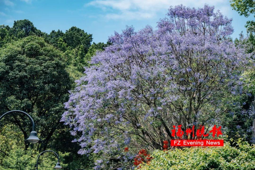 太梦幻！福州这些路段，迎来最美时刻！