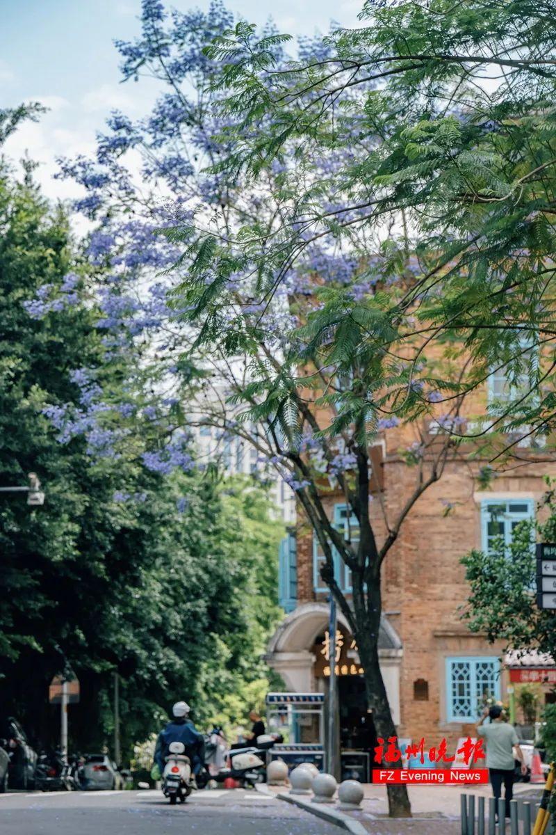 太梦幻！福州这些路段，迎来最美时刻！