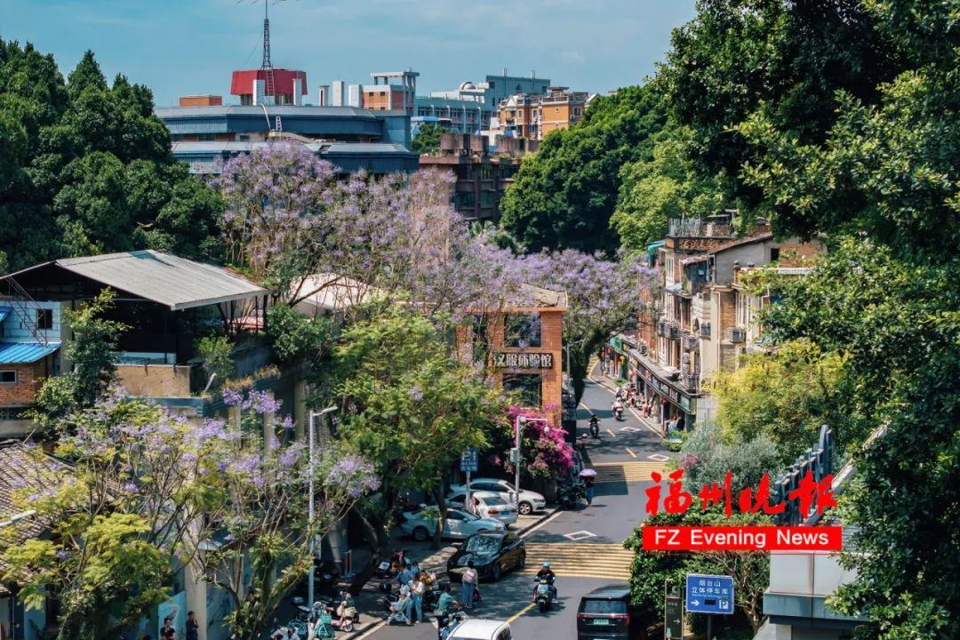 太梦幻！福州这些路段，迎来最美时刻！