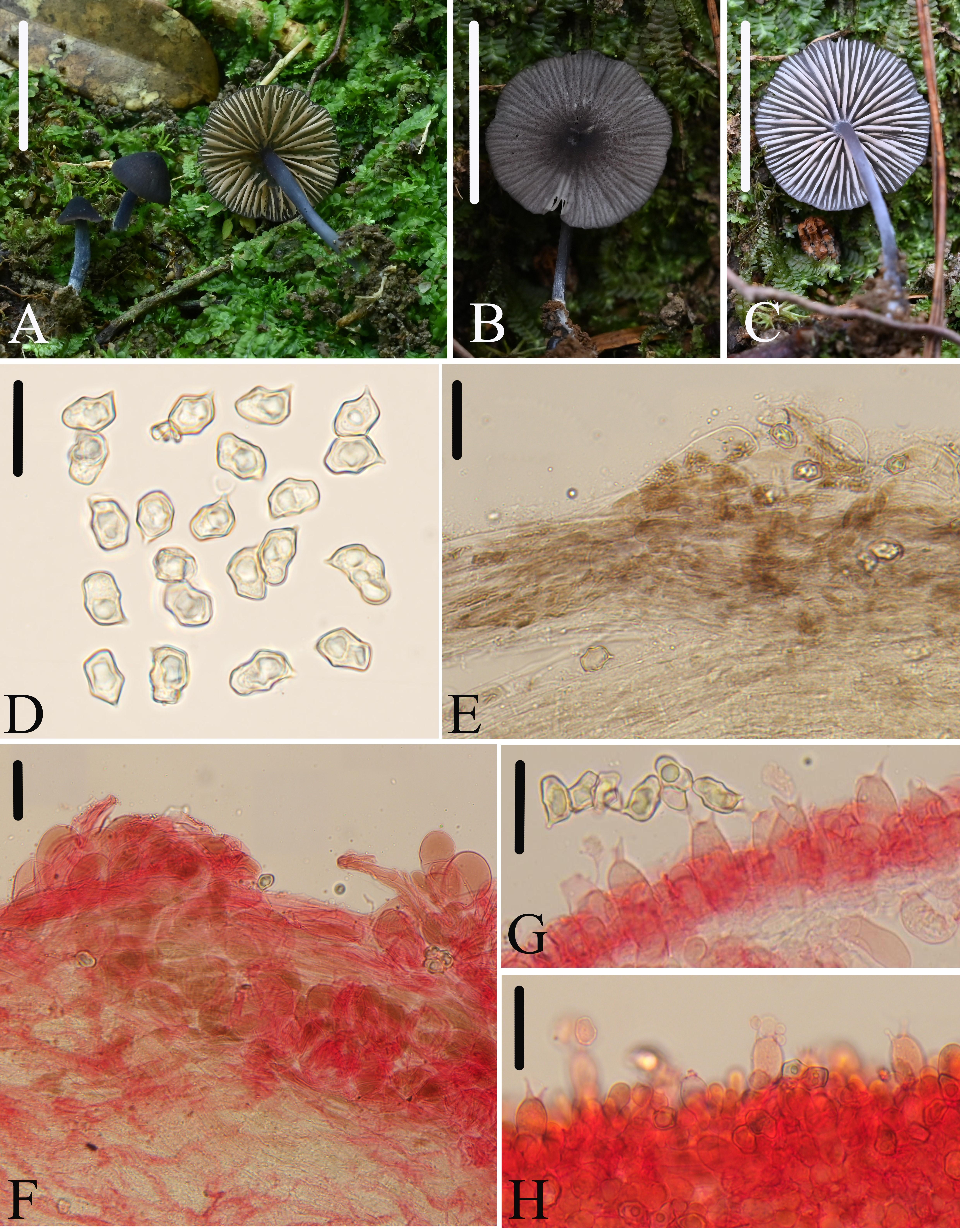发现新物种！福建又上新了