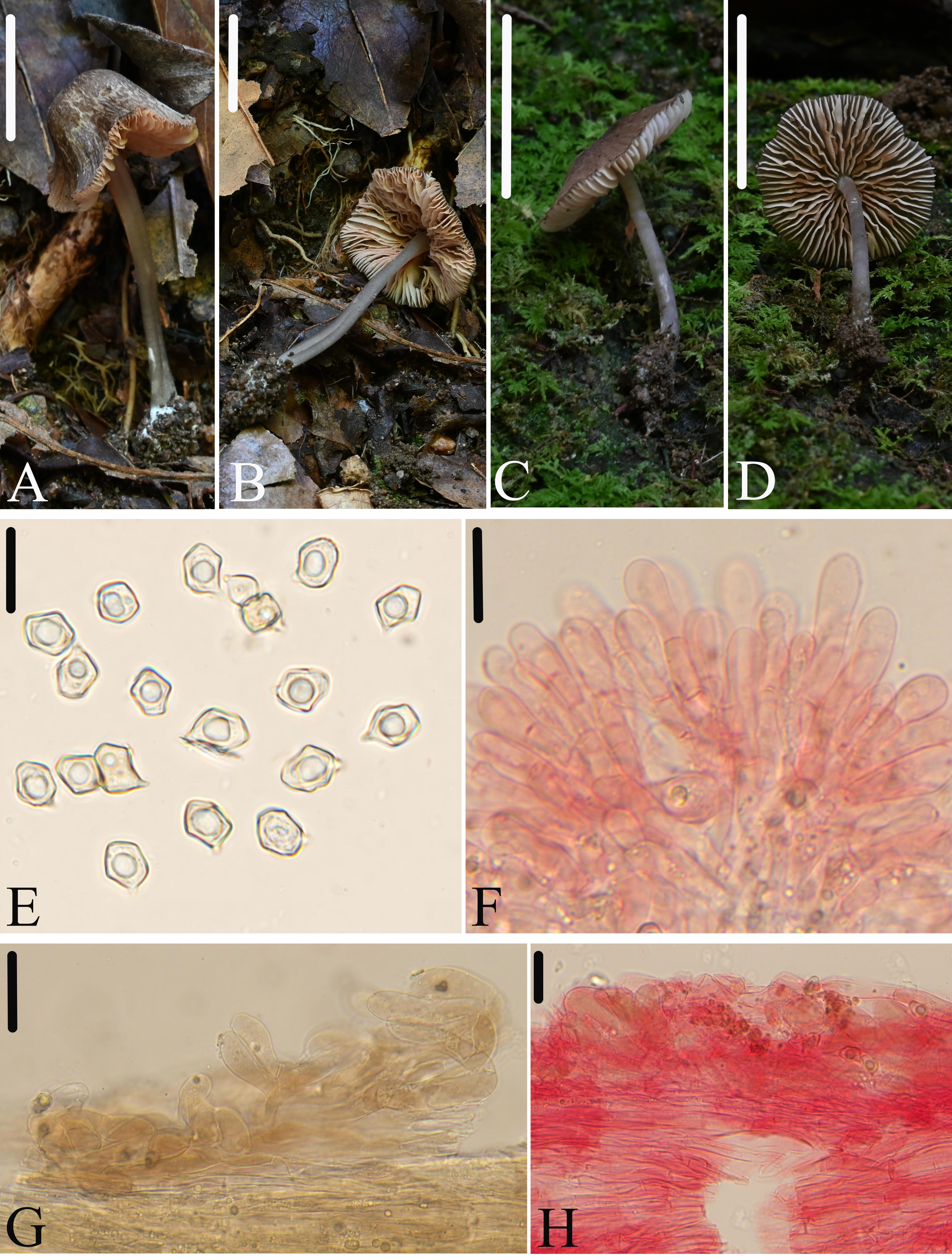 发现新物种！福建又上新了