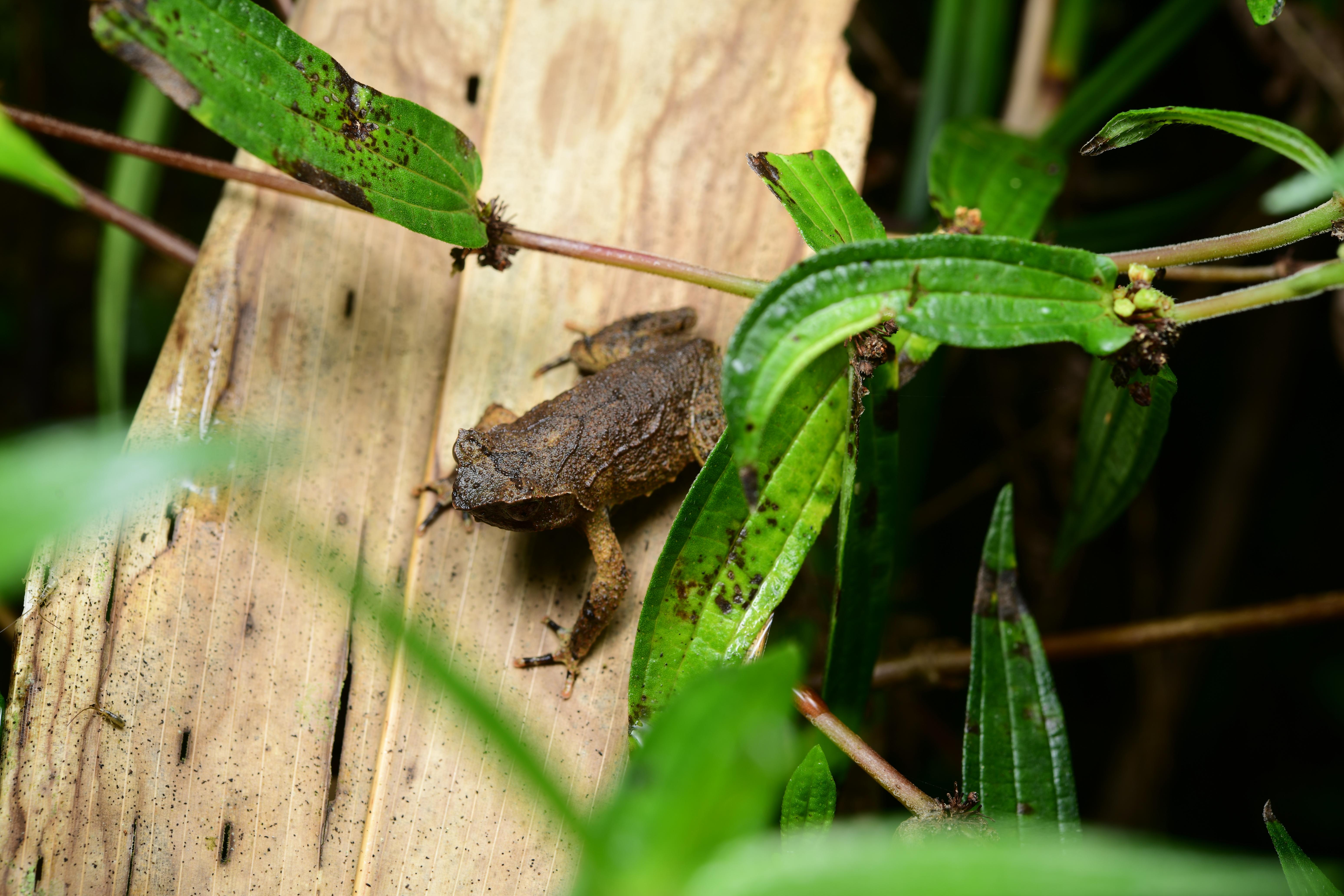 发现新物种！福建又上新了