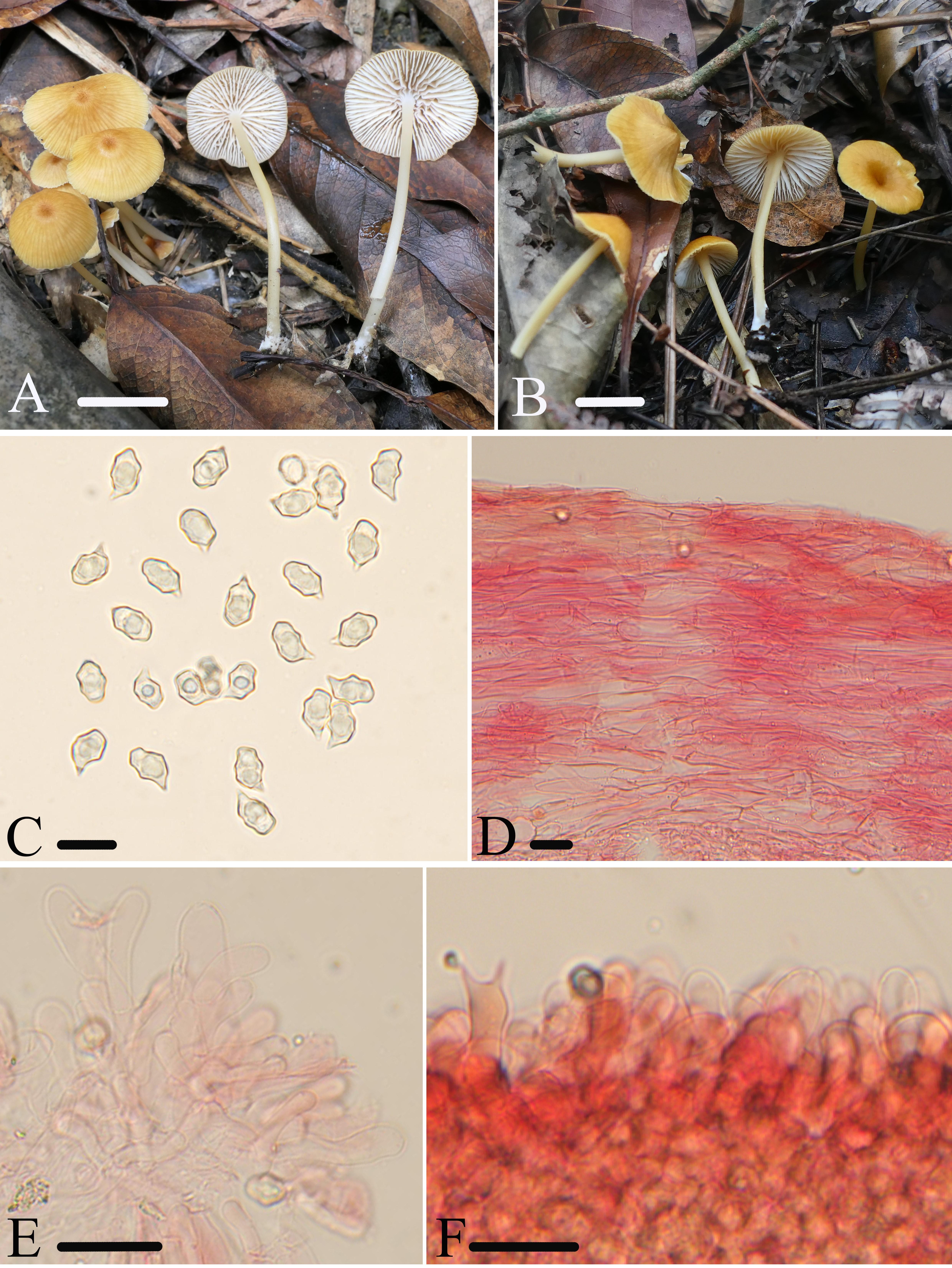 发现新物种！福建又上新了