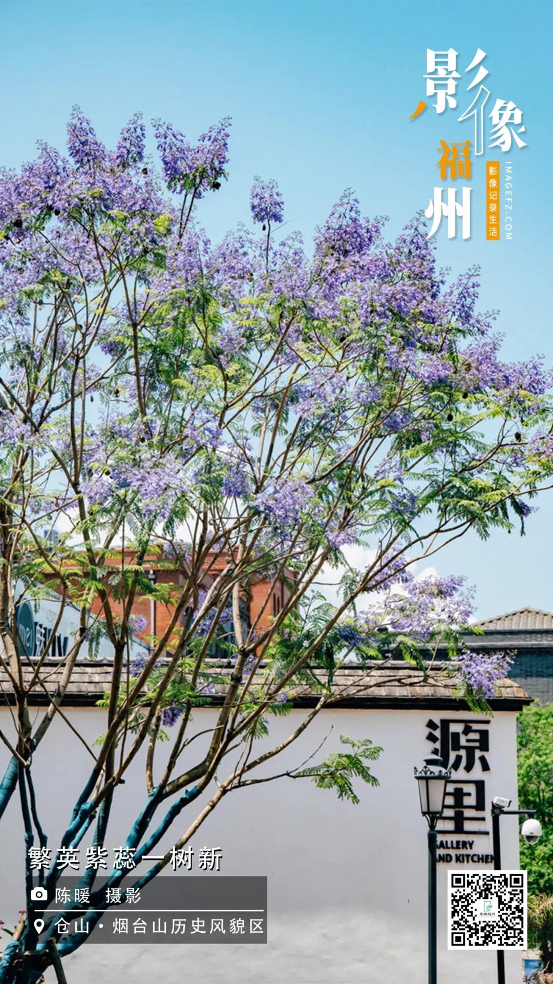 影像福州｜繁英紫蕊一树新