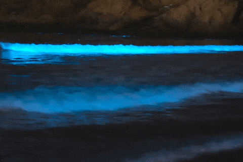 “荧光冲浪”！福州这里“蓝眼泪”爆发！将持续到6月