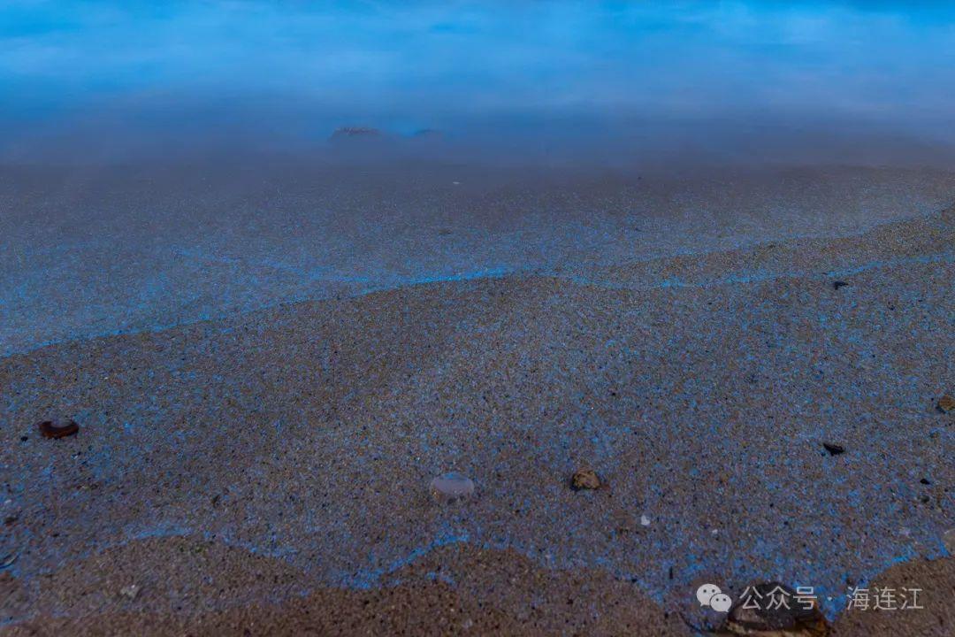 “荧光冲浪”！福州这里“蓝眼泪”爆发！将持续到6月