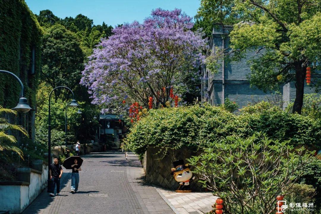“绝绝紫”！5月的福州太梦幻了！