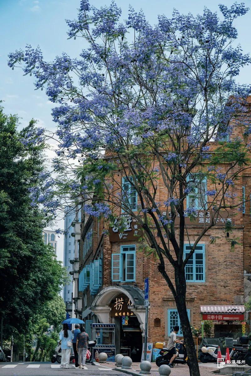 “绝绝紫”！5月的福州太梦幻了！