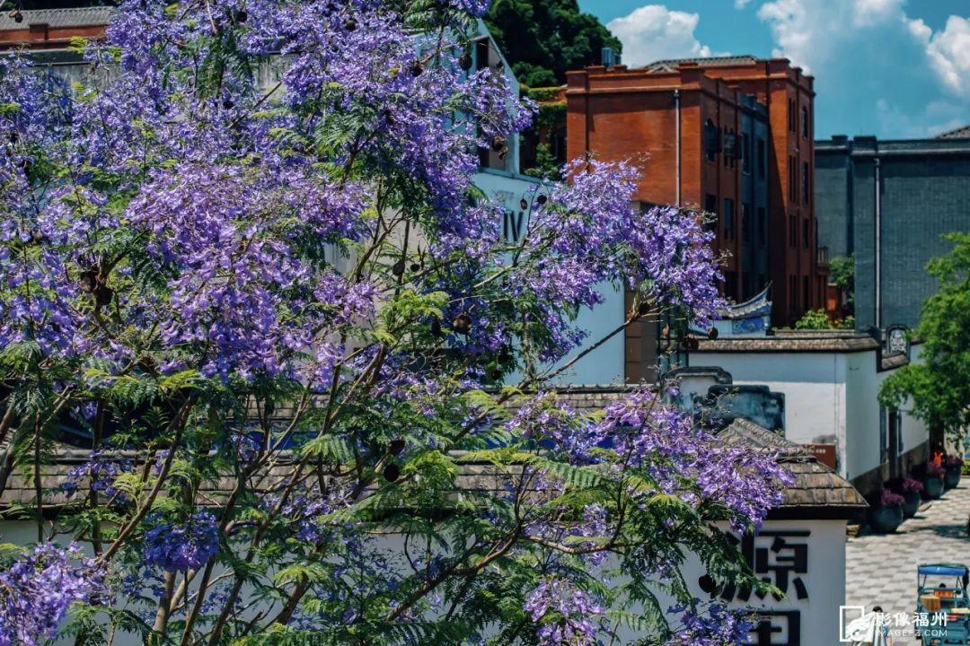 “绝绝紫”！5月的福州太梦幻了！