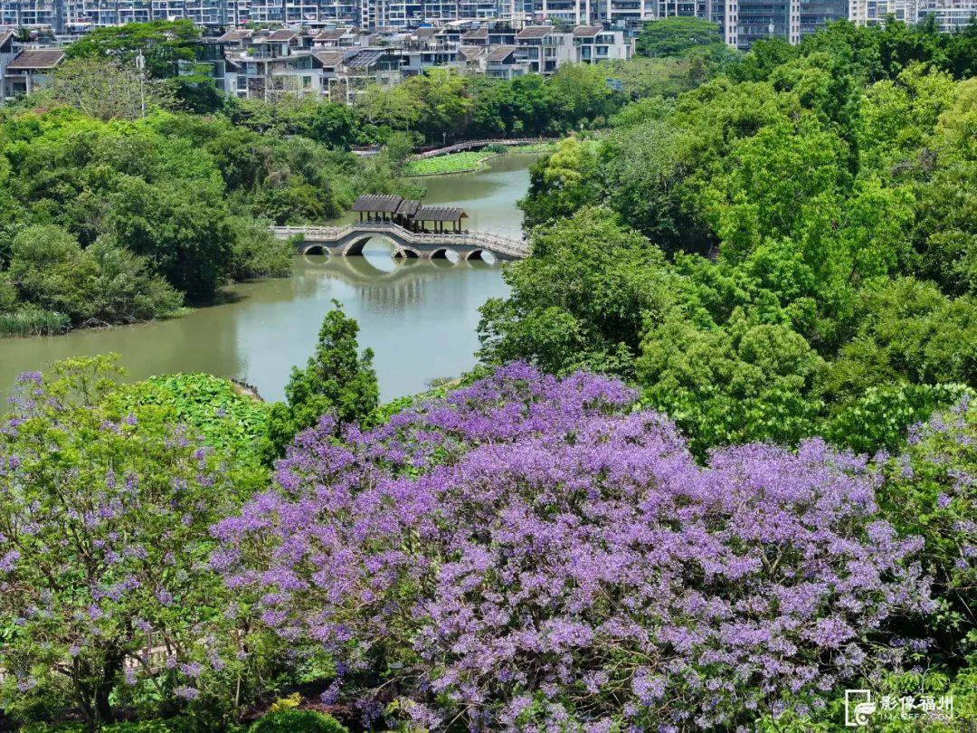 “绝绝紫”！5月的福州太梦幻了！