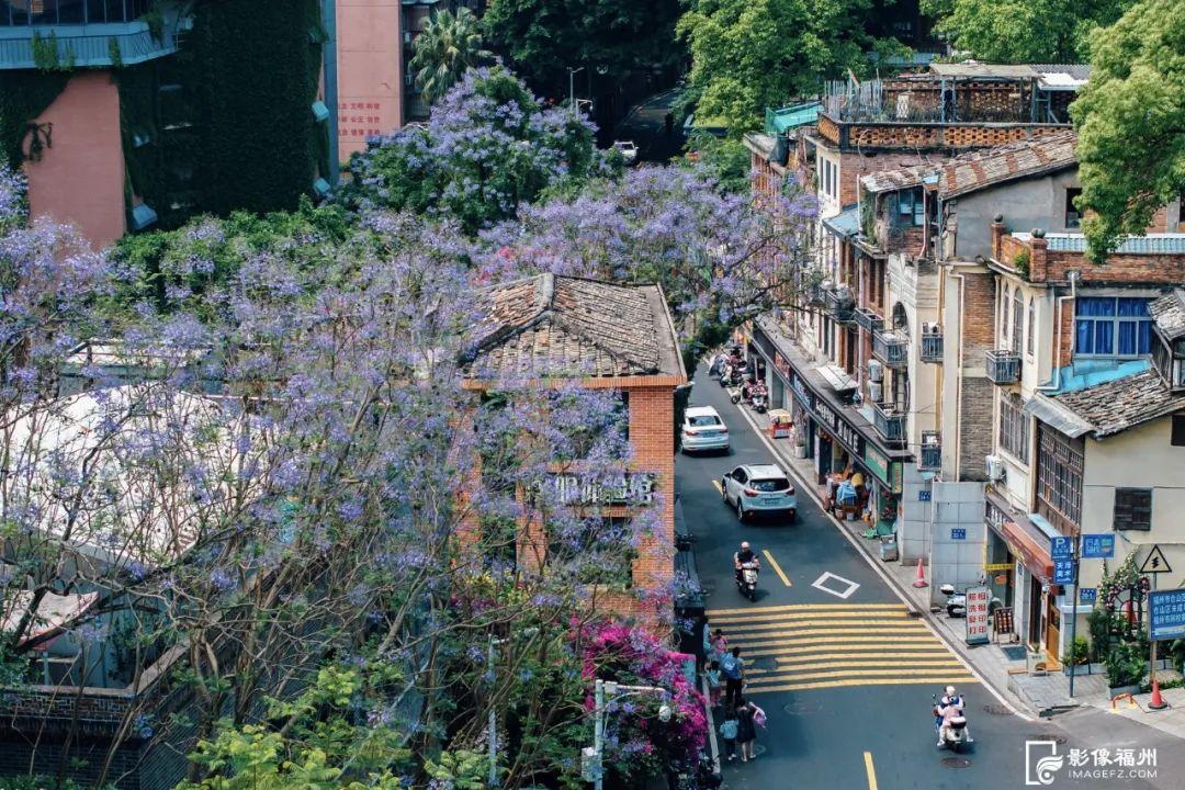“绝绝紫”！5月的福州太梦幻了！