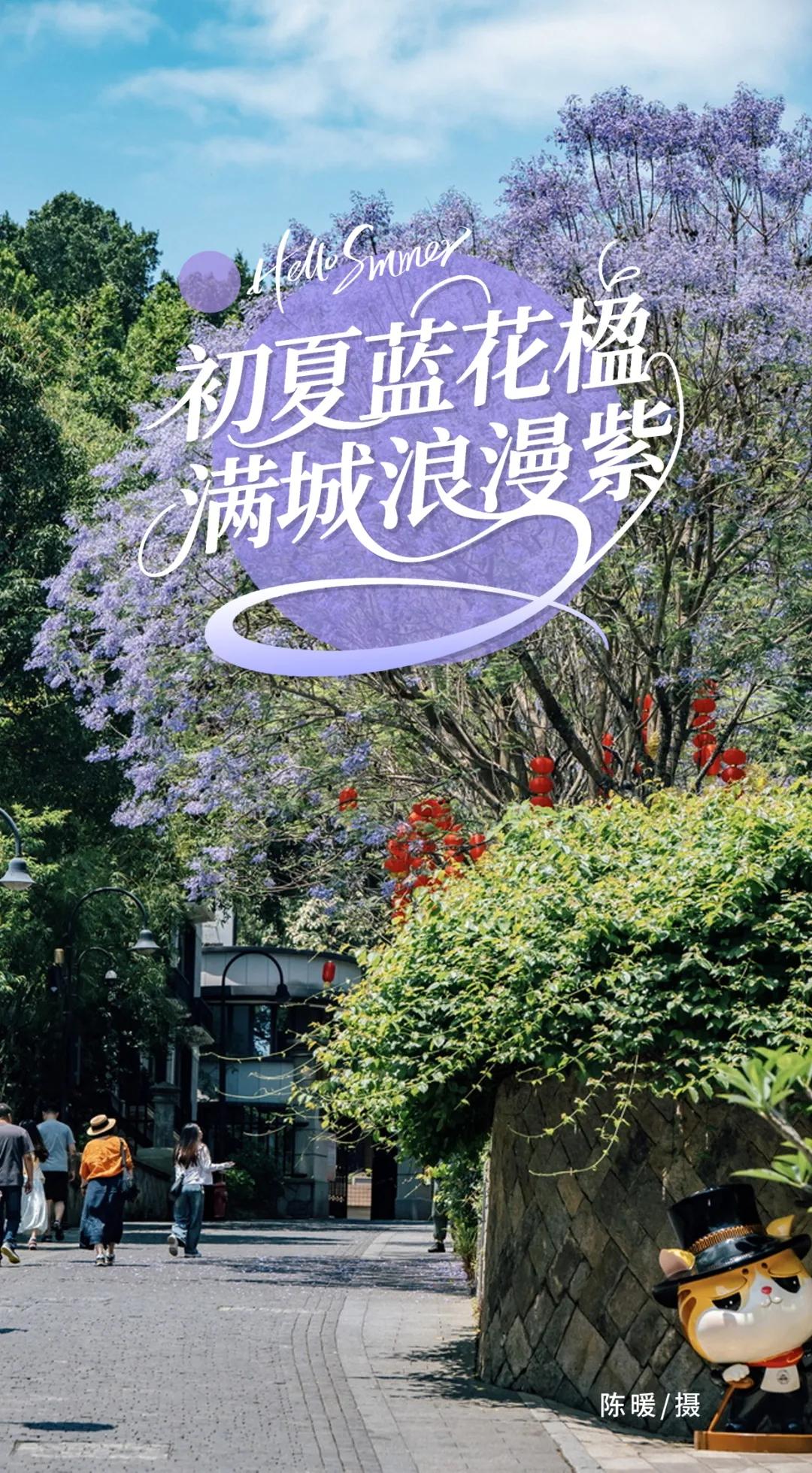 “绝绝紫”！5月的福州太梦幻了！