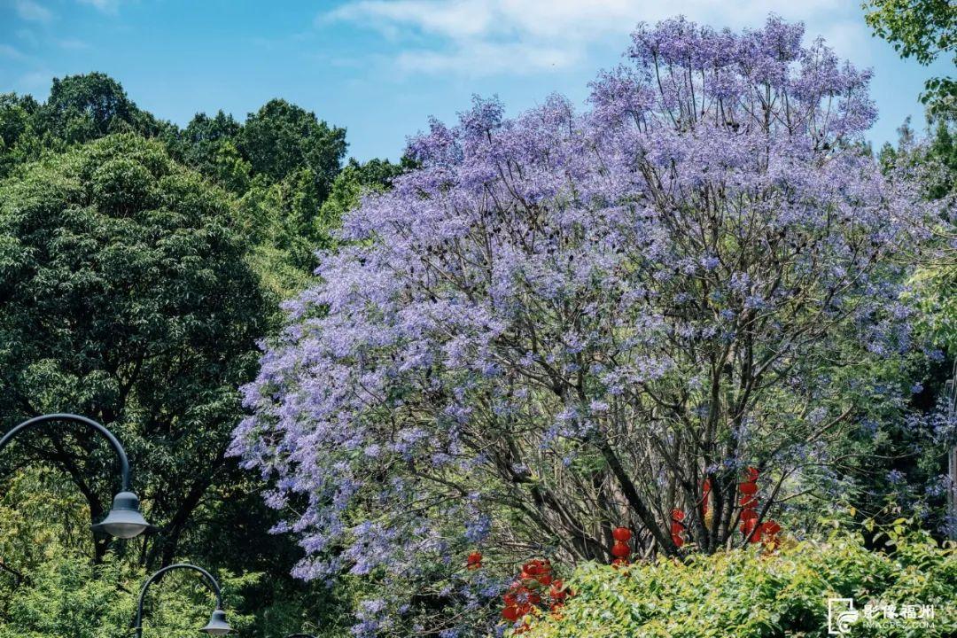 “绝绝紫”！5月的福州太梦幻了！