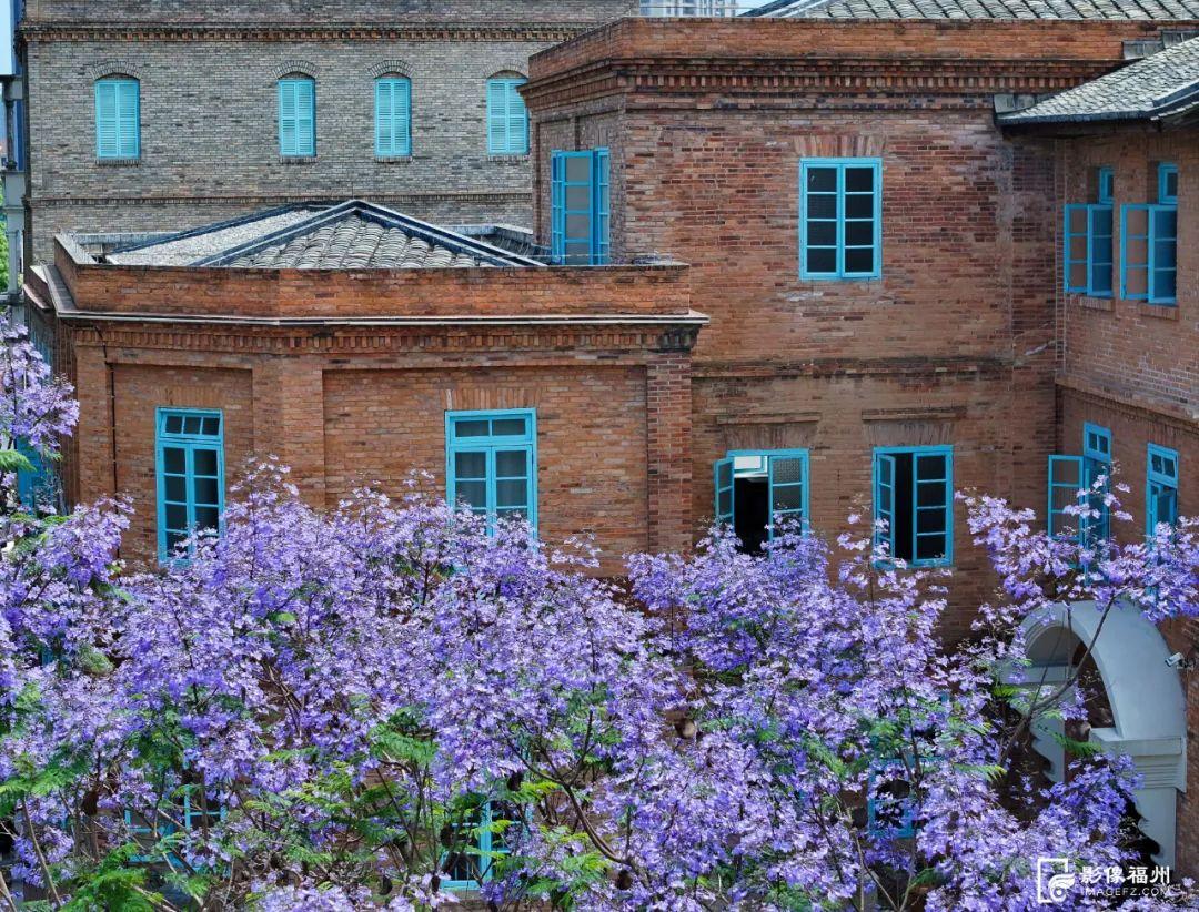 “绝绝紫”！5月的福州太梦幻了！