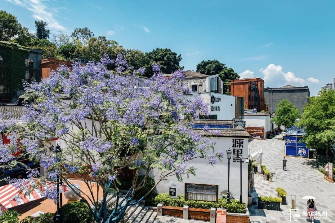 “绝绝紫”！5月的福州太梦幻了！