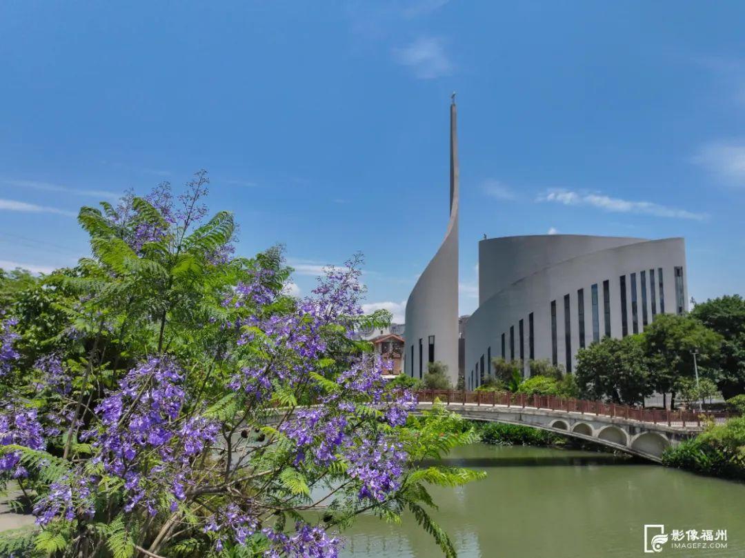 “绝绝紫”！5月的福州太梦幻了！