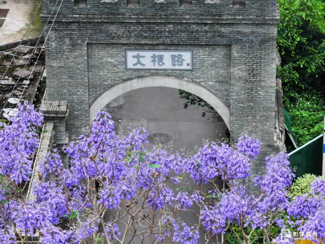 “绝绝紫”！5月的福州太梦幻了！