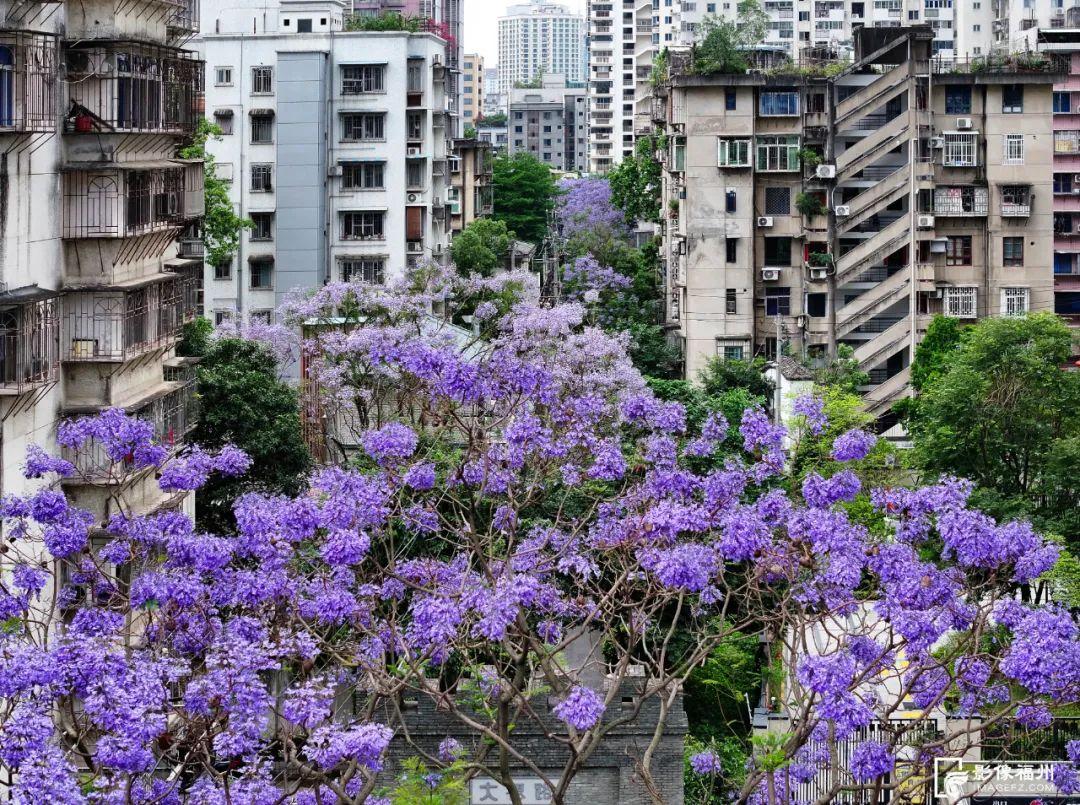 “绝绝紫”！5月的福州太梦幻了！