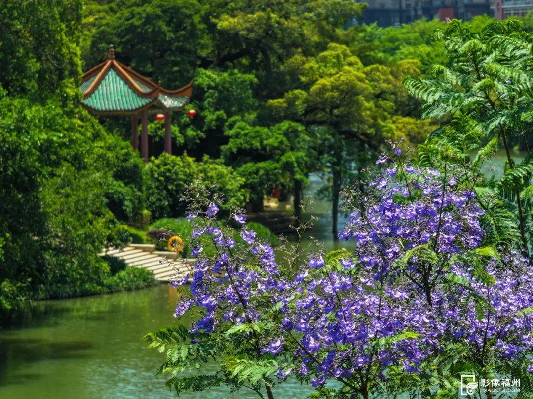 “绝绝紫”！5月的福州太梦幻了！