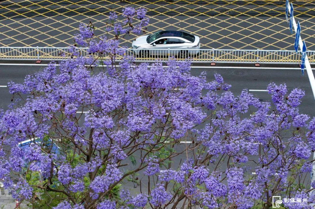 “绝绝紫”！5月的福州太梦幻了！
