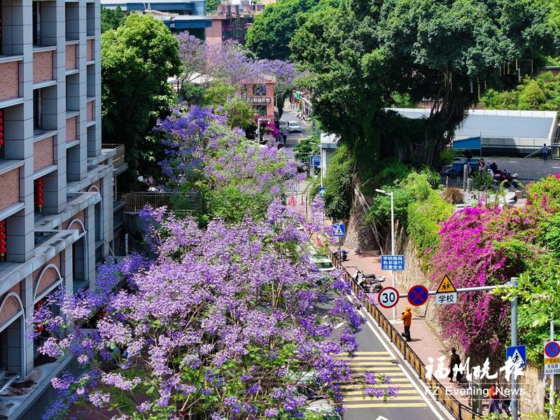 福州蓝花楹迎来盛花期 多条主干道化身“紫色长廊”