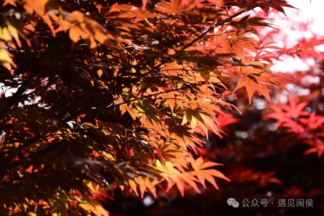 立夏刚过，闽侯这里红了！