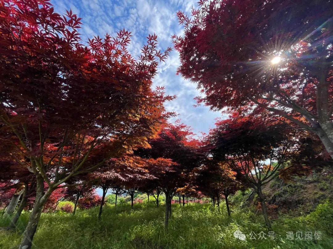 立夏刚过，闽侯这里红了！