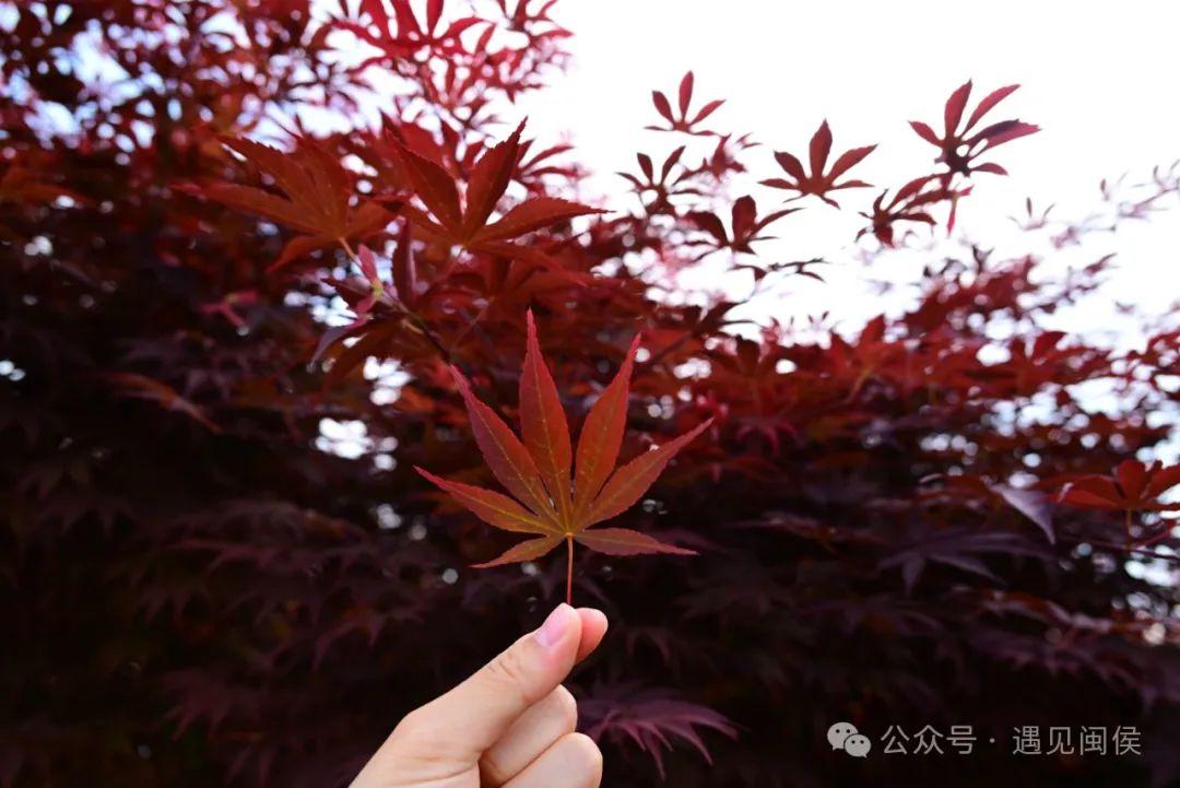 立夏刚过，闽侯这里红了！