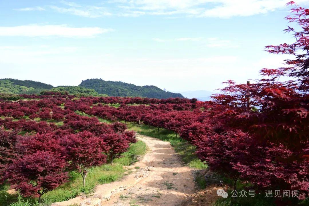 立夏刚过，闽侯这里红了！