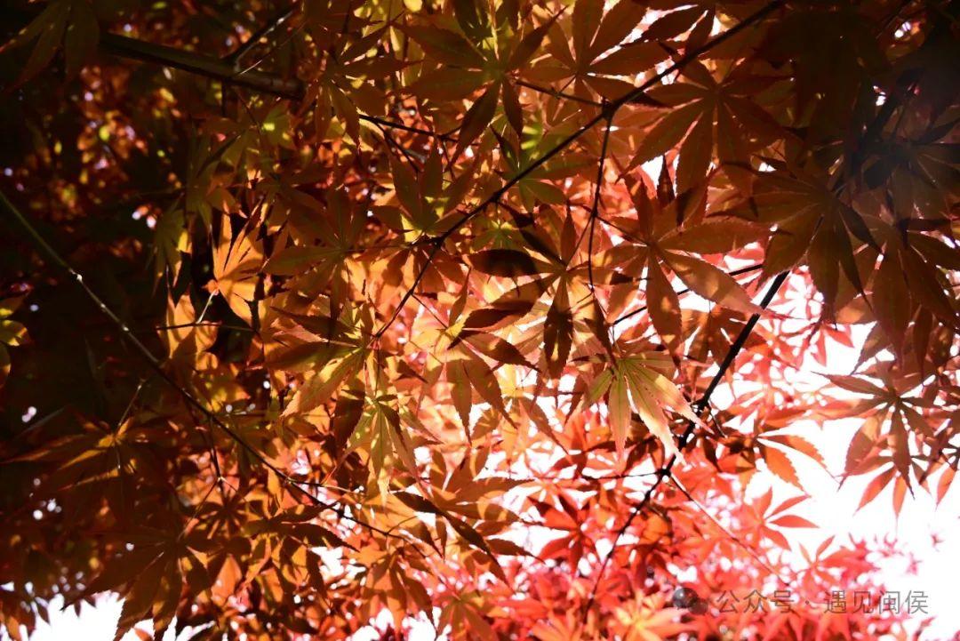 立夏刚过，闽侯这里红了！