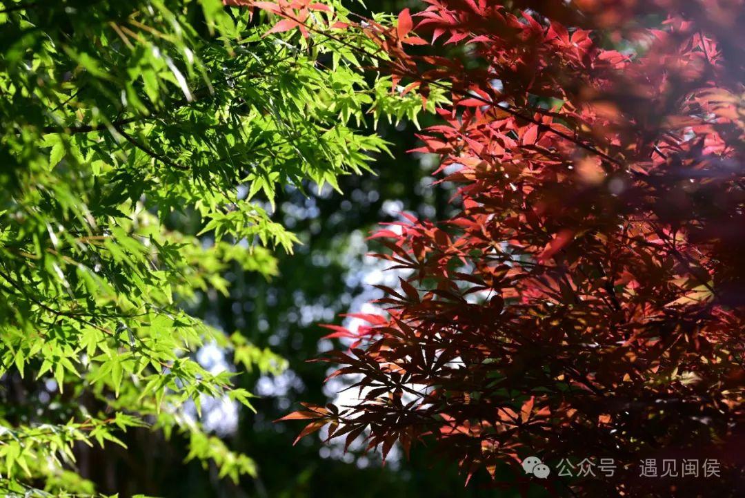 立夏刚过，闽侯这里红了！