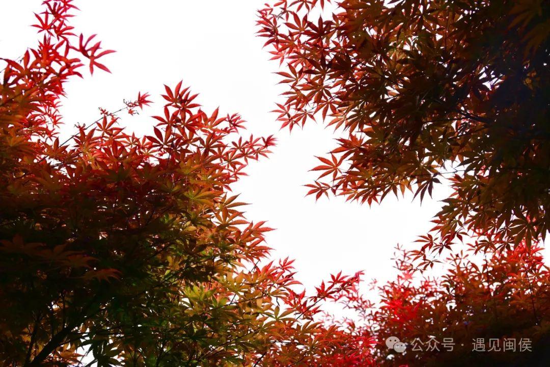 立夏刚过，闽侯这里红了！