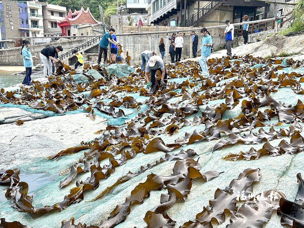 马祖裙带菜迎来采收季