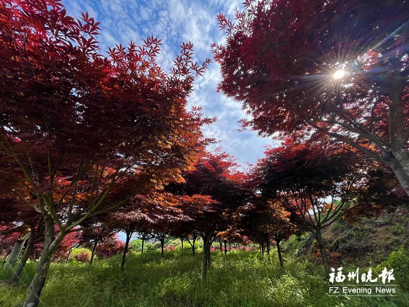 闽侯金田村枫林红似火 面积约300亩